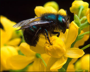 Bee, photo by USDA Photo by Jack Dykinga