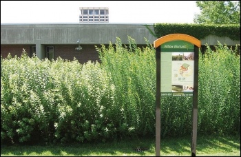 Biomass fuel growing, photo by DA Sonnenfeld (Creative Commons)