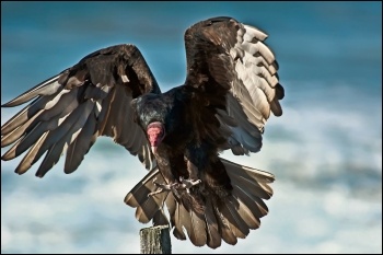 Privatisers are vultures, photo Anita Ritenour (Creative Commons)