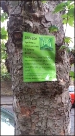 Sheffield trees' campaign, photo by Graham Wroe, STAG
