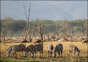 Wildlife, photo Gaurav Pandit/CC