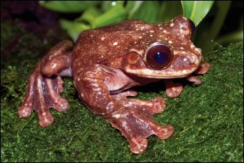 One million species face extinction in the next decades, like this extinct frog, photo by Brian Gratwicke/CC