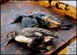 Birds killed as a result of oil from the Exxon Valdez spill, photo Exxon Valdez Oil Spill Trustee Council Birds killed as a result of oil from the Exxon Valdez spill, photo Exxon Valdez Oil Spill Trustee Council