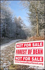 Not for Sale - Forest of Dean, photo www.handsoffourforests.org