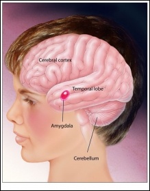 Autism, from the Society for Neuroscience brain briefings May 2006, copyright Society for Neuroscience