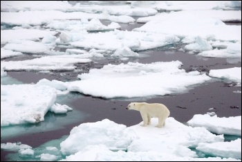 Polar bear on sea ice, photo NASA