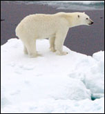Polar bear on sea ice, photo by NASA