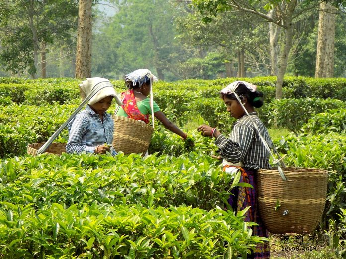 Female workers at a tea garden of Assam. জ্যোতি বৰা, CC BY-SA 4.0
