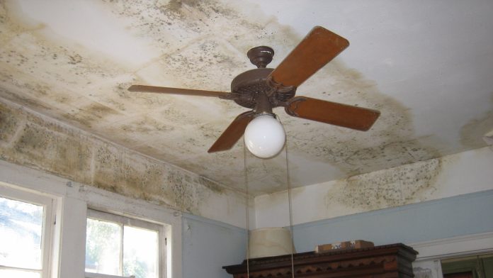 Mould on a house ceiling