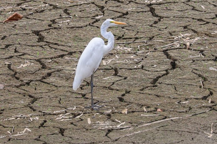 0_Ardea_alba_in_Carraizo Great egret in the Loíza Lake during the 2026 Puerto Rico drought. Photo: Ligocsicnarf89/CC